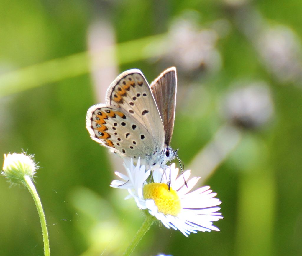 Plebejus argyrognomon femmina? S